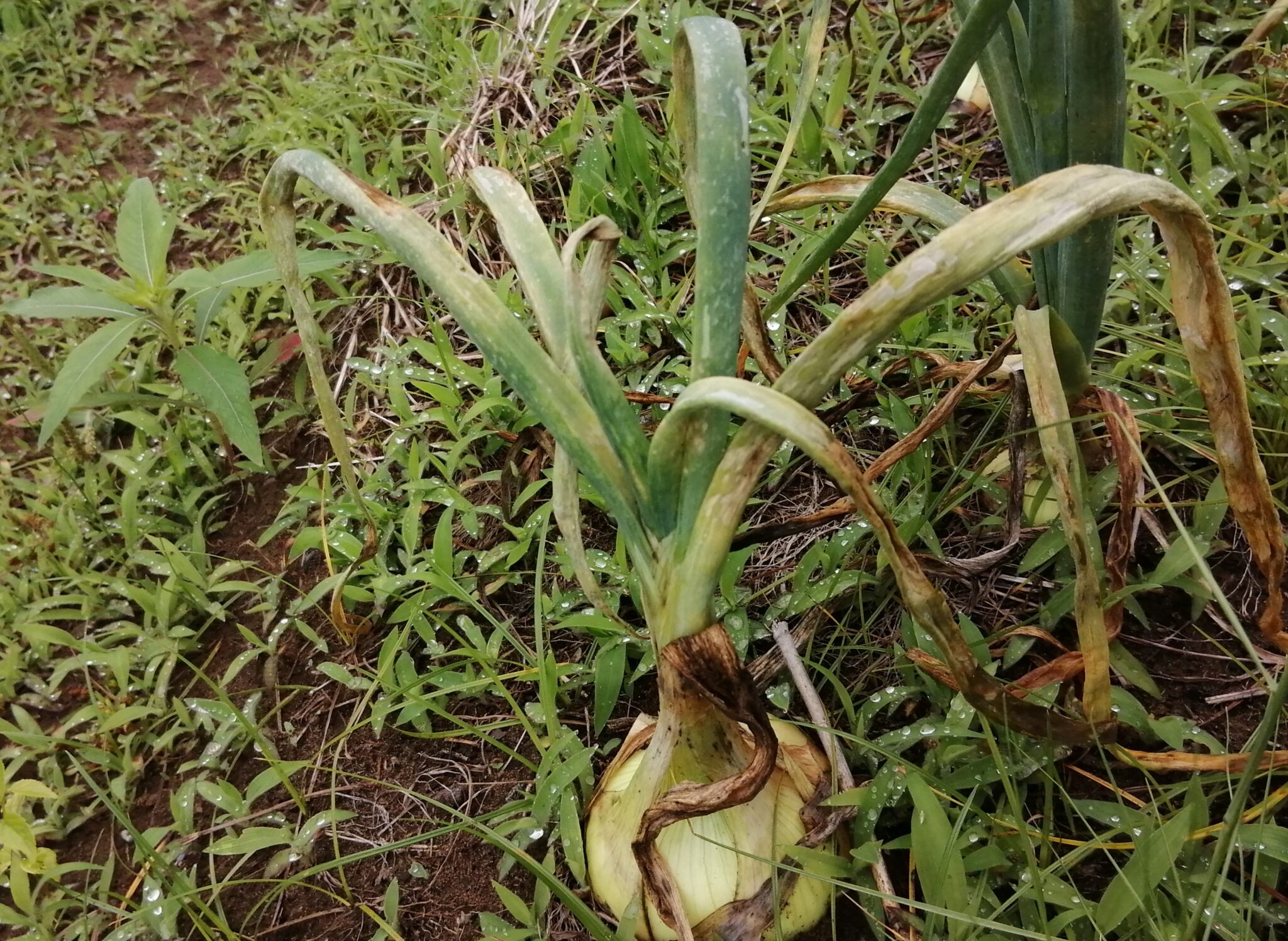 肥満の原因は何ですか?