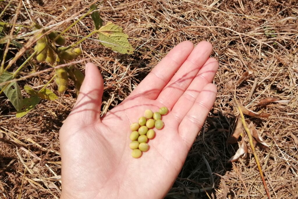 収穫した枝豆の種