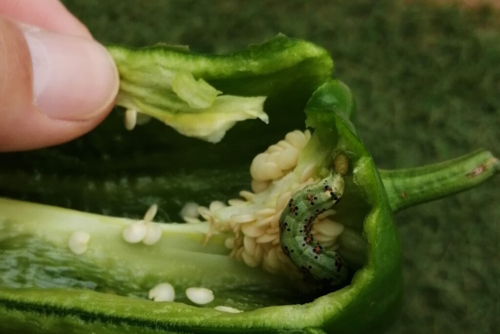 ピーマンを食害するタバコガの幼虫