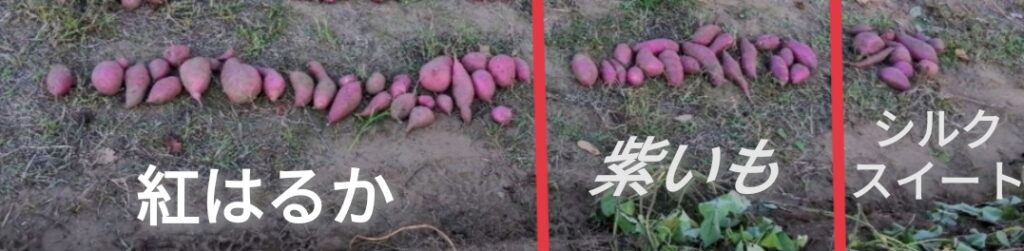 サツマイモの品種による差