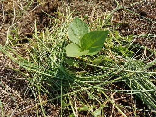 刈った草で育つ野菜