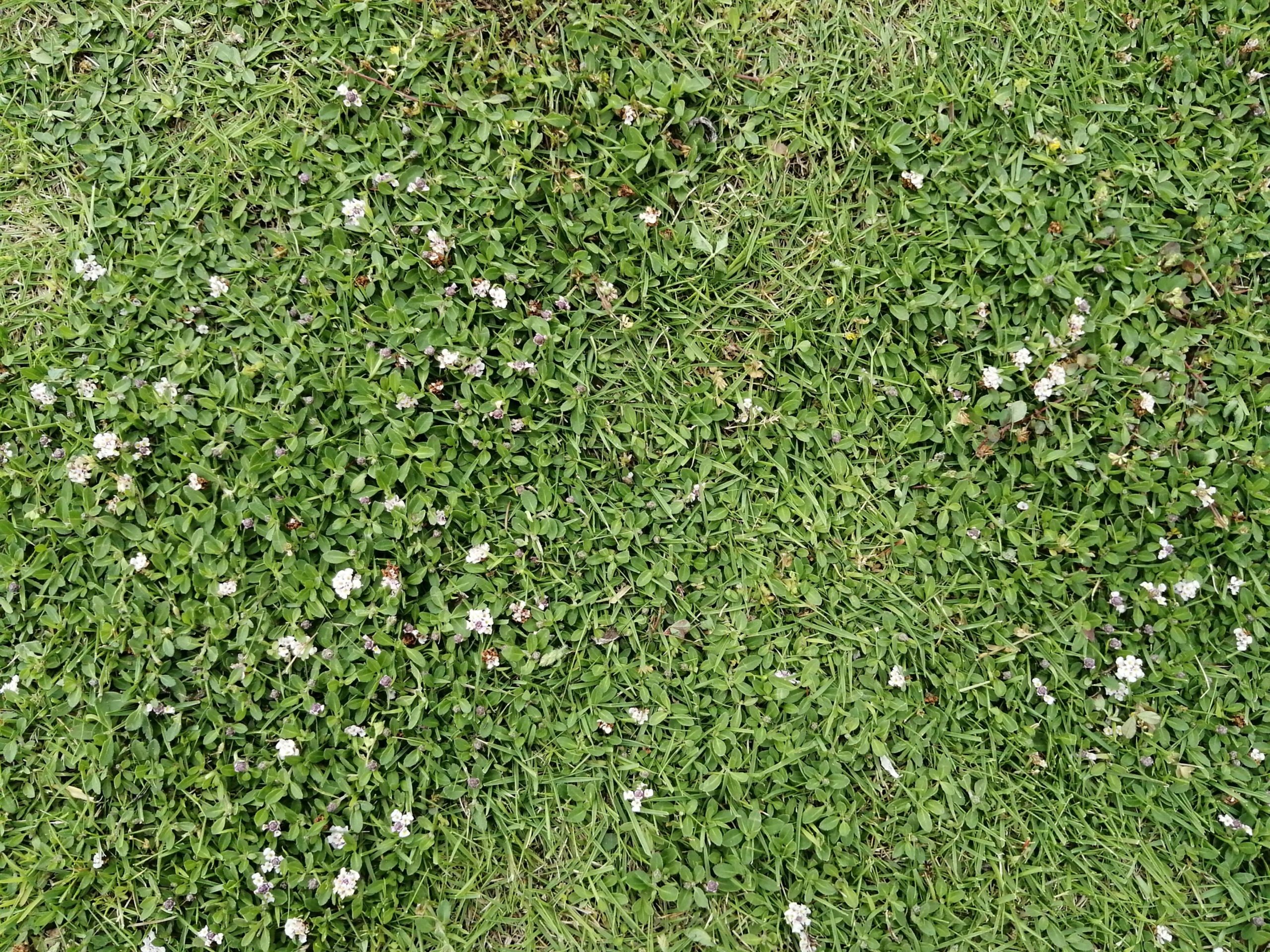 クラピアと芝生