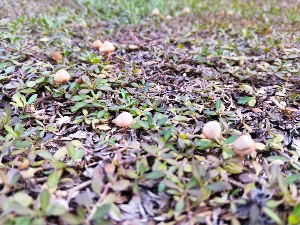 キノコが生えたクラピア