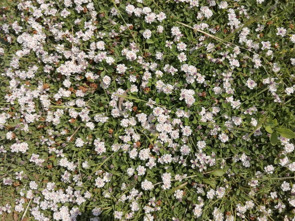 花の多いクラピアK5