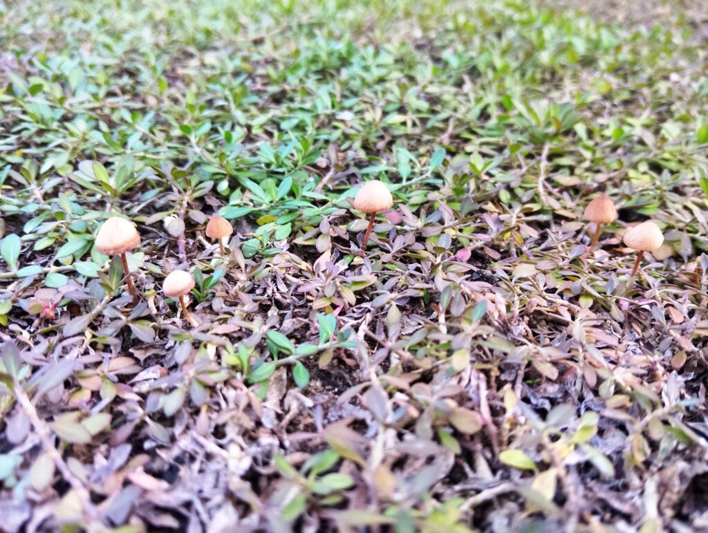 水はけが悪くキノコが生えたクラピア