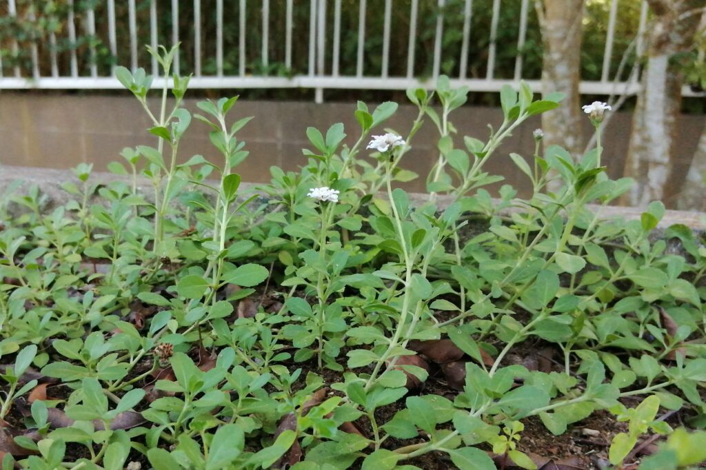 徒長したクラピア