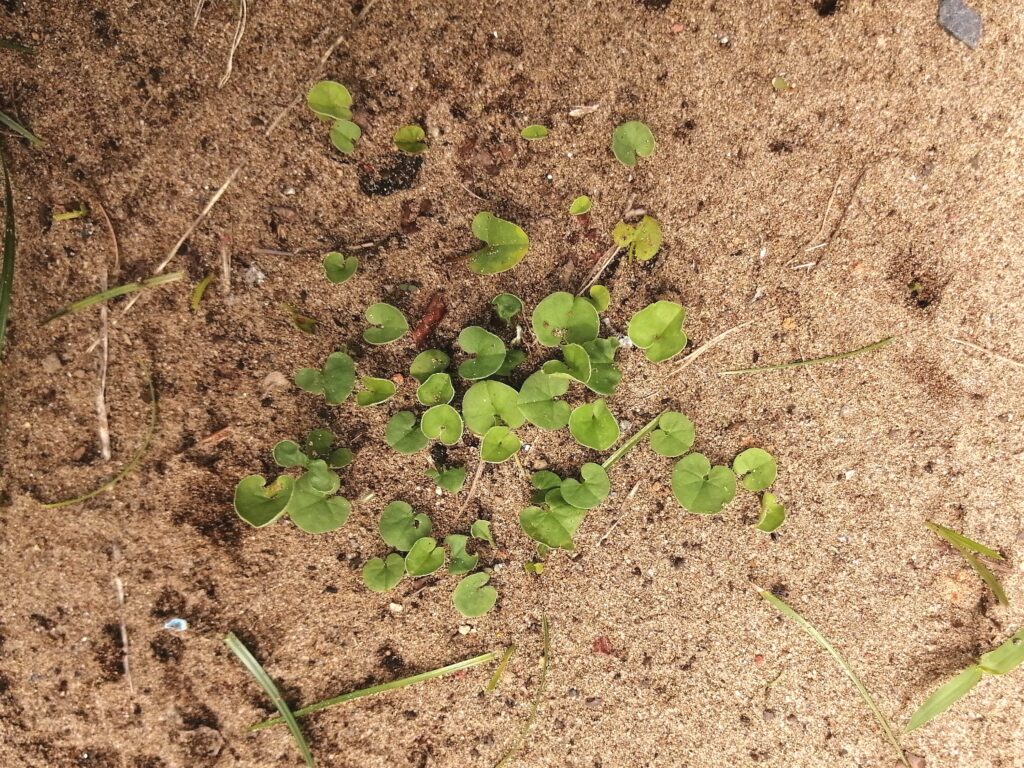 植え替えから2か月後のダイカンドラ