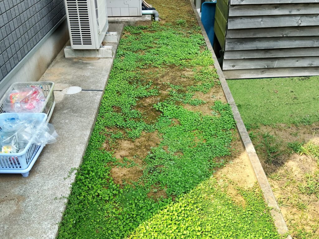 水やりで復活したダイカンドラ